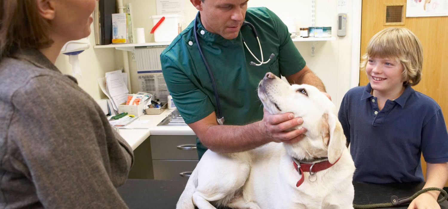 Six Things Non-ER Vets Can’t Stand About Pet Emergency Rooms
