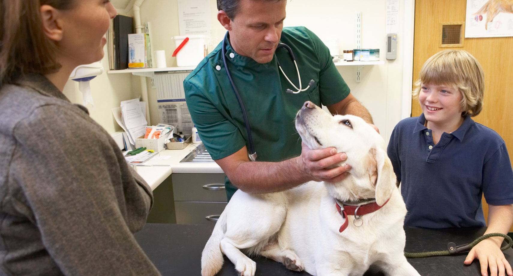 Six Things Non-ER Vets Can’t Stand About Pet Emergency Rooms