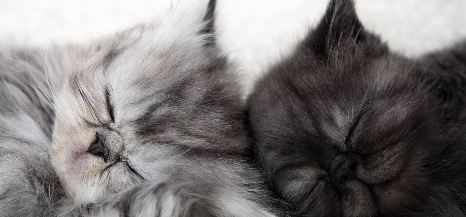 Do Dogs Hate It When You Hug Them?