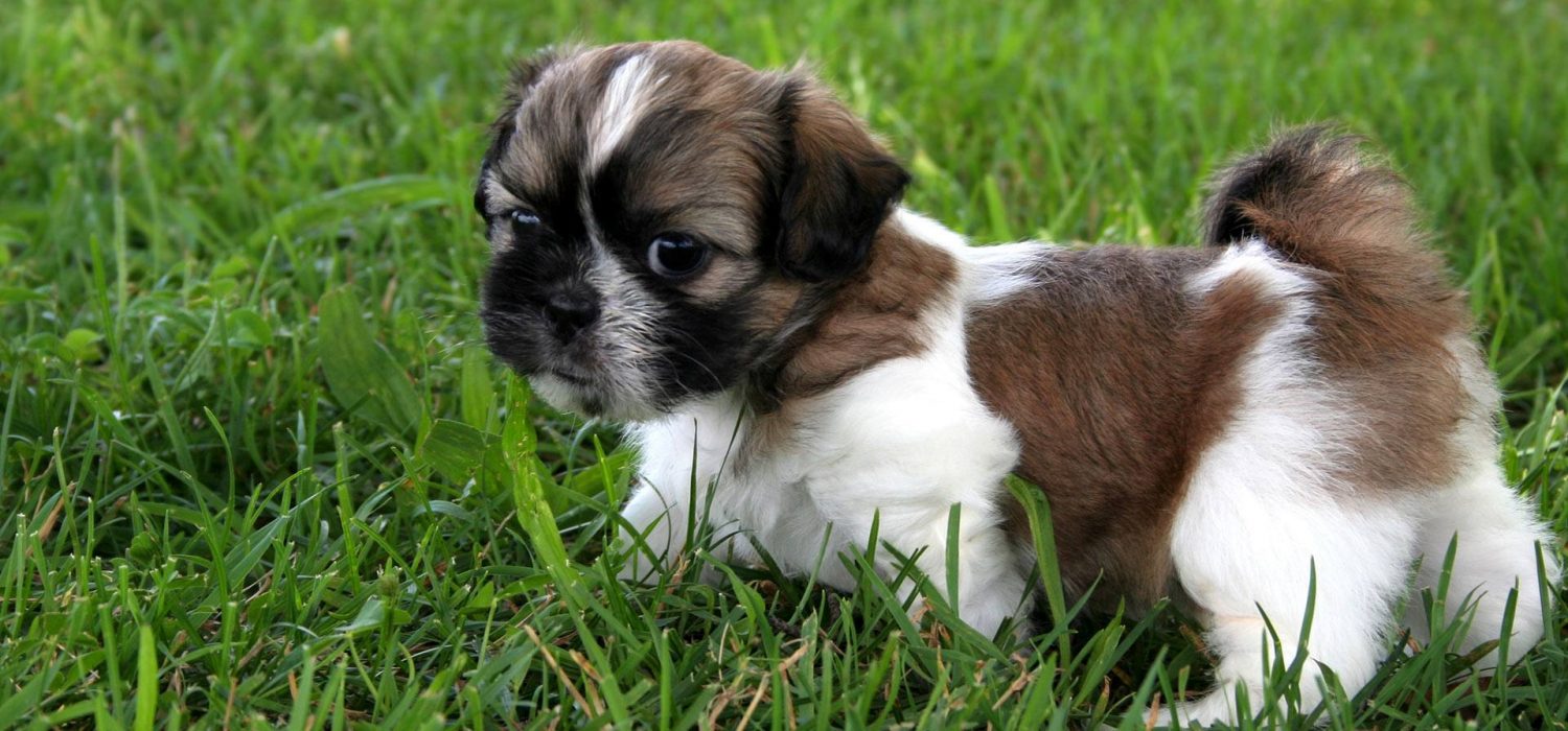 List of Pets That Can Be Affected By This New Virus