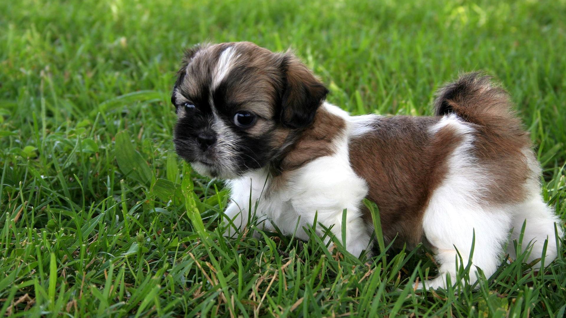 List of Pets That Can Be Affected By This New Virus