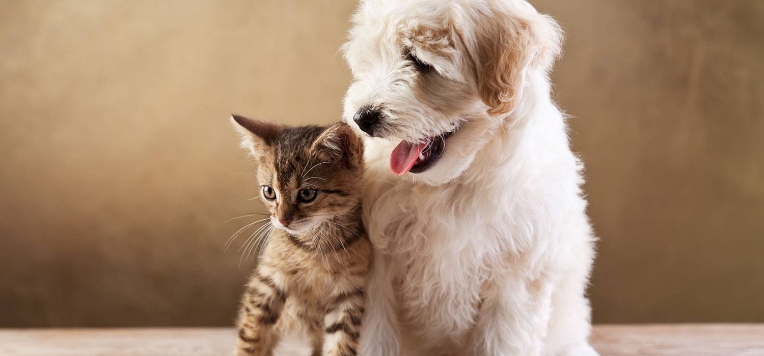 New Gizmos for Your Pets