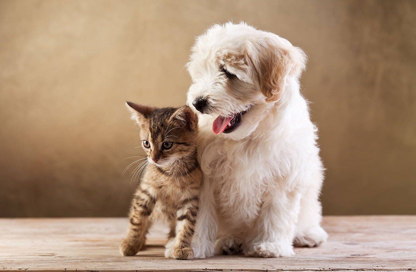 New Gizmos for Your Pets