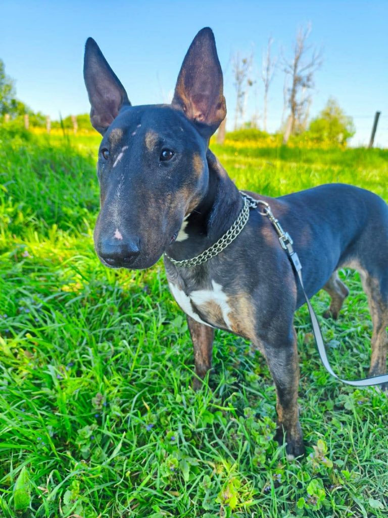 Naya