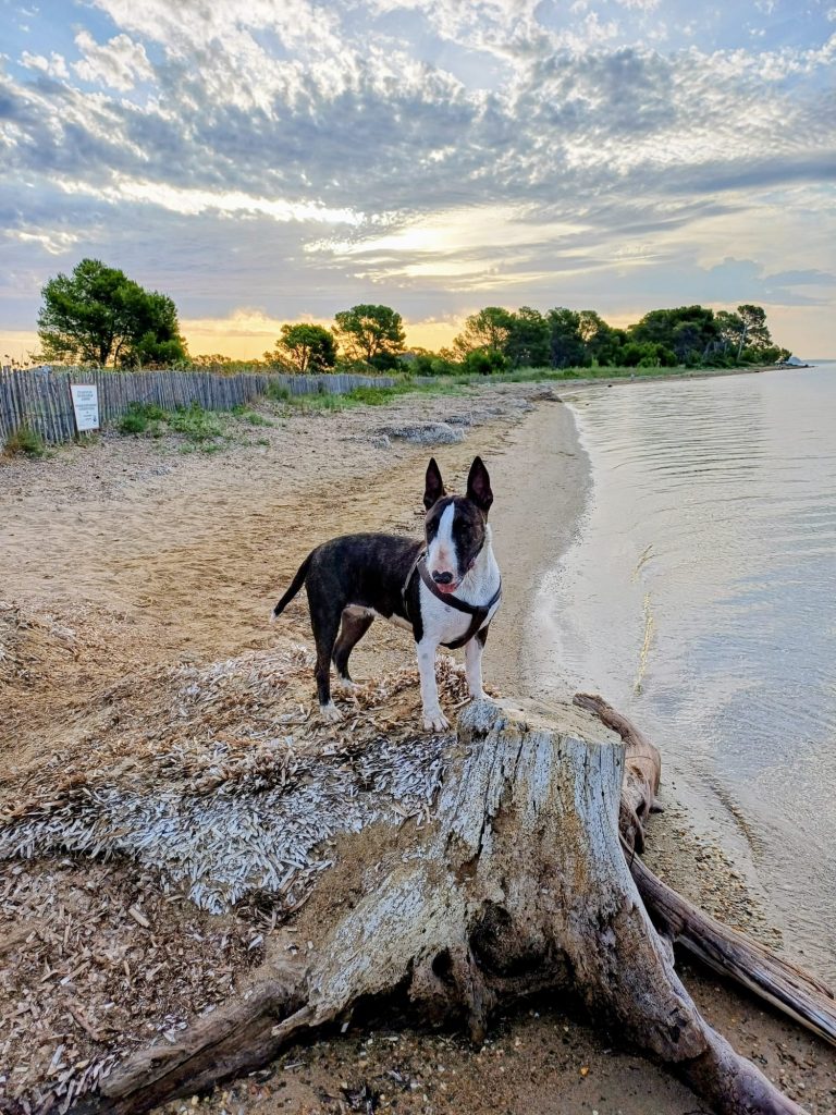 Nala