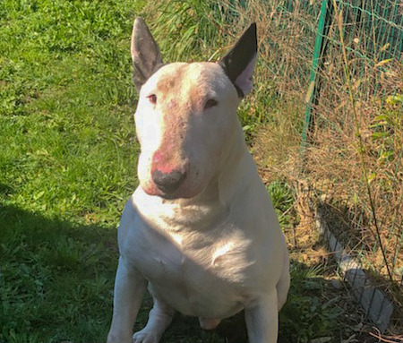 Tyson