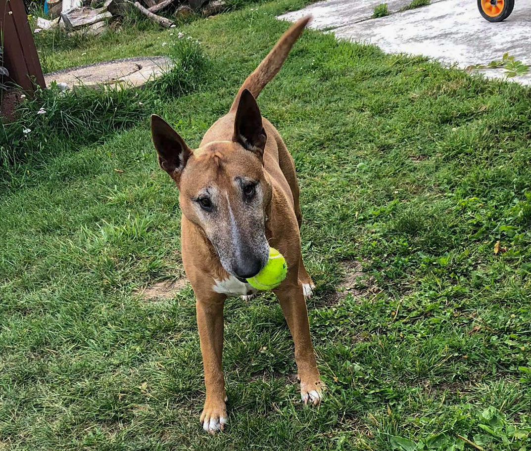 Feyz