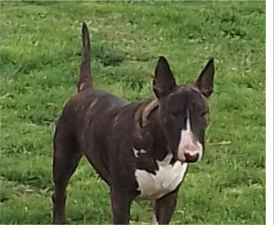 Pedro