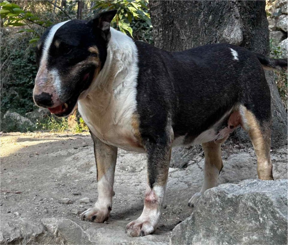 Paco