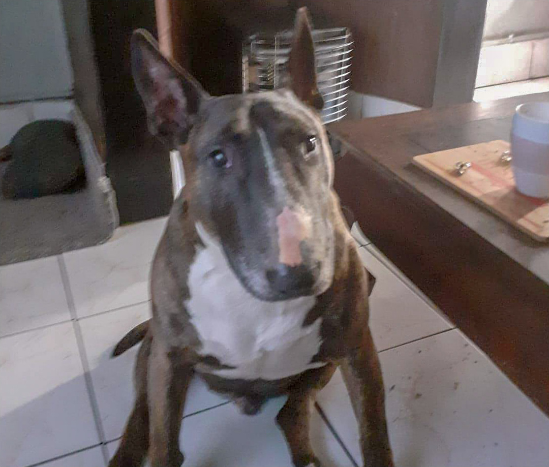 Taz