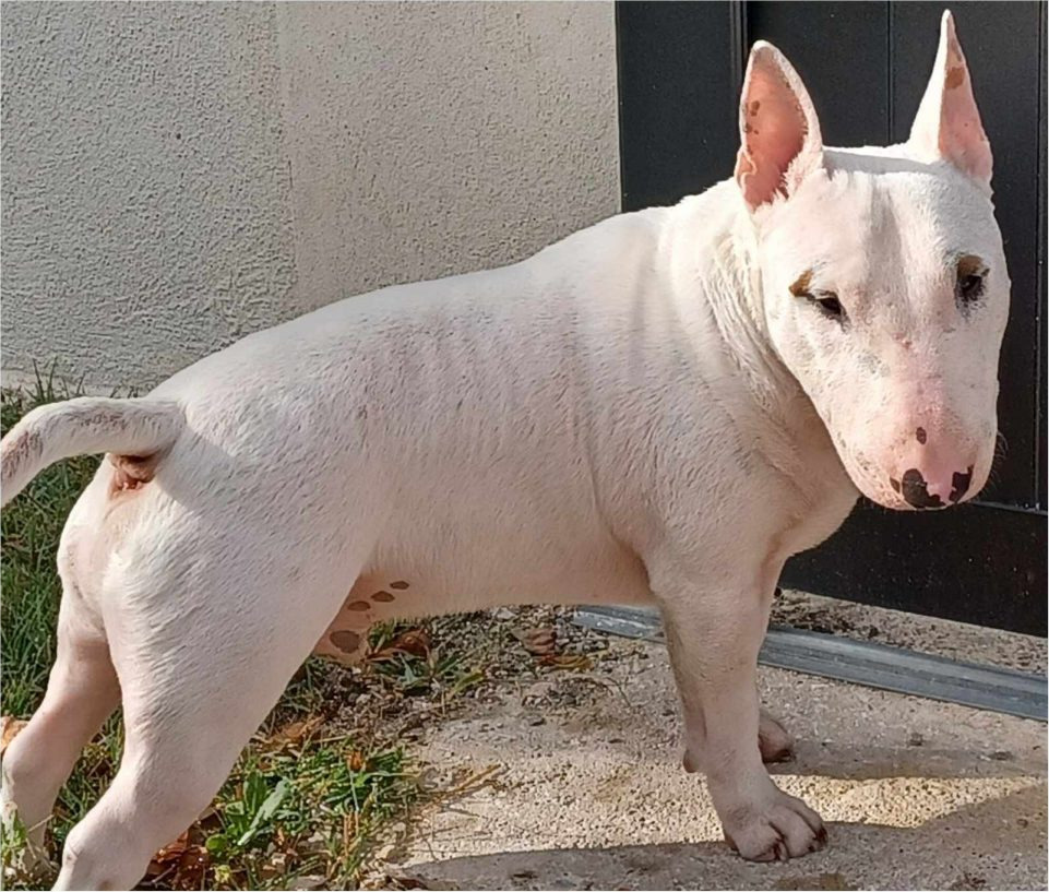 Roméo